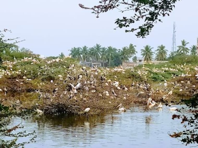 Guntur Uppalapadu Nature Conservation Landscape Image